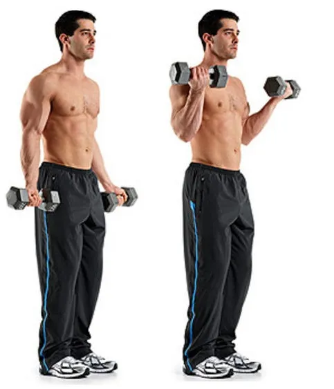 biceps